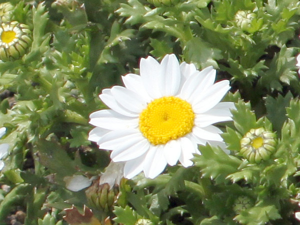 Chrysanthemum-North Pole