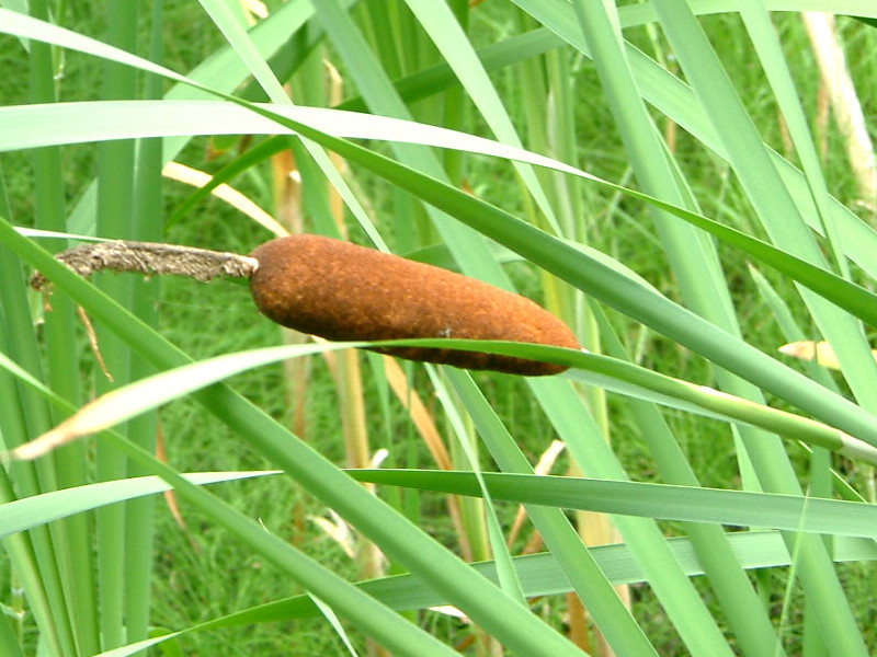 Typha latifolia