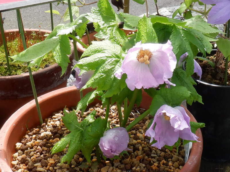 Glaucidium palmatum