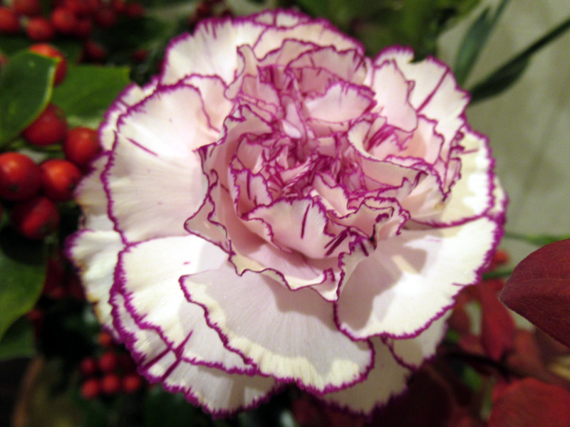 Carnation