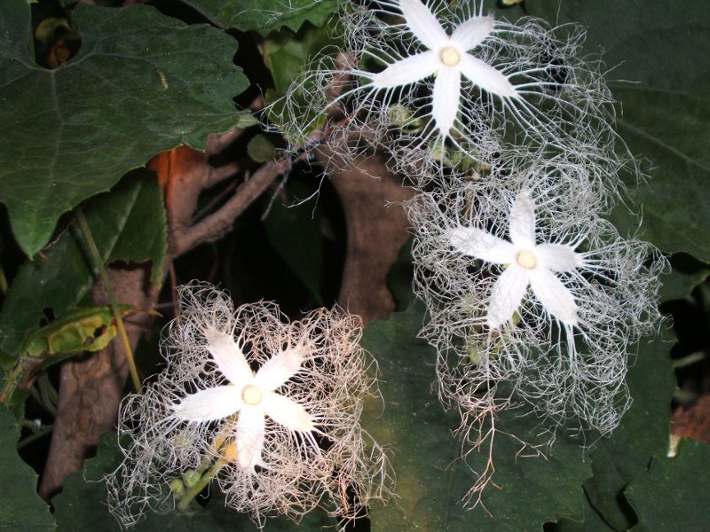 カラスウリ Trichosanthes Cucumeroides かぎけん花図鑑