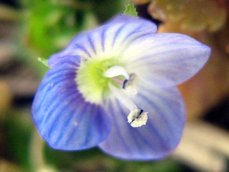 Veronica persica