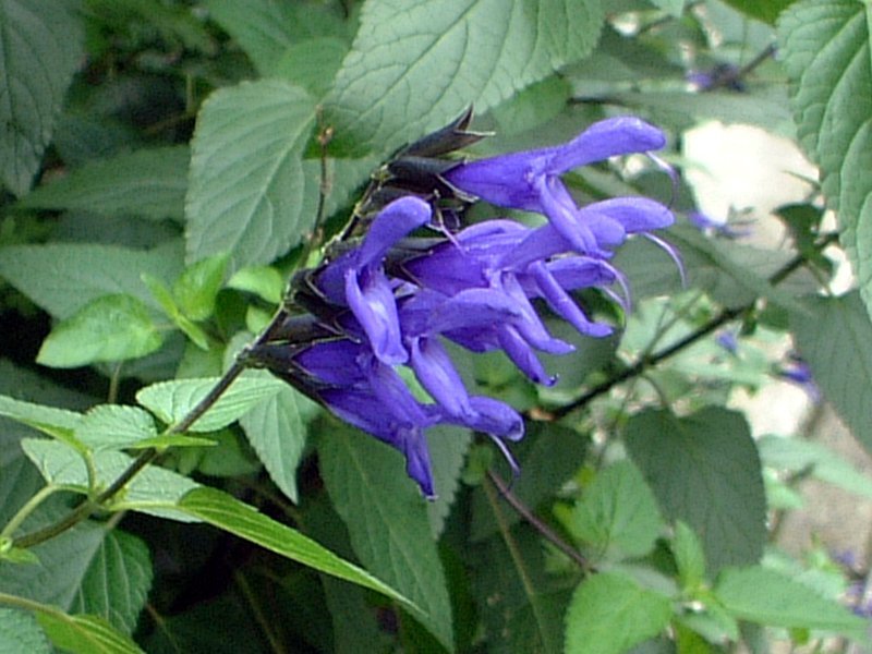 Salvia guaranitica