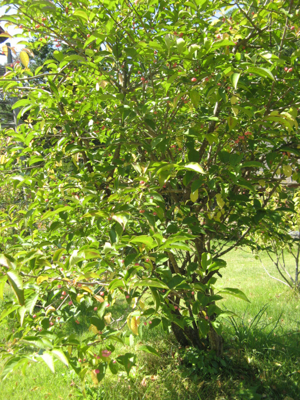 Euonymus hamiltonianus