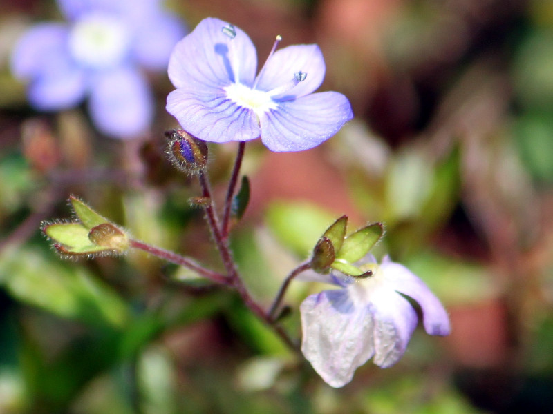 ベロニカ オックスフォードブルー Veronica Peduncularis Cv Oxford Blue かぎけん花図鑑