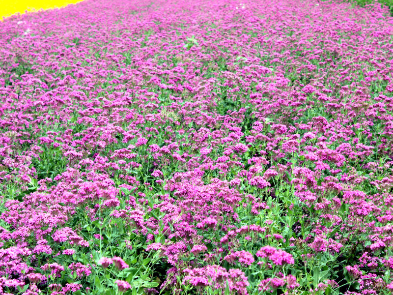 ムシトリナデシコ Silene Armeria かぎけん花図鑑