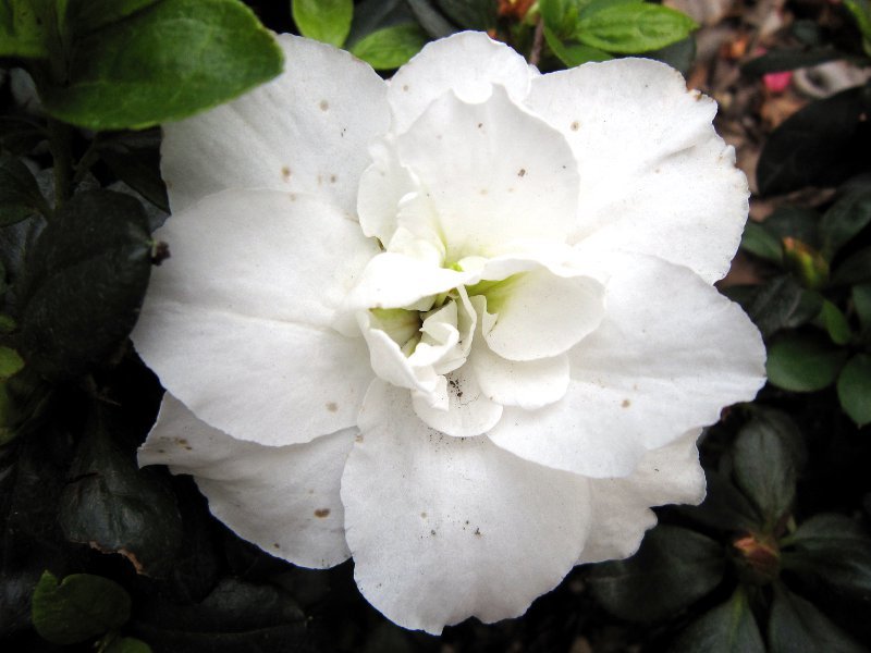 アザレア Rhododendron Simsii かぎけん花図鑑