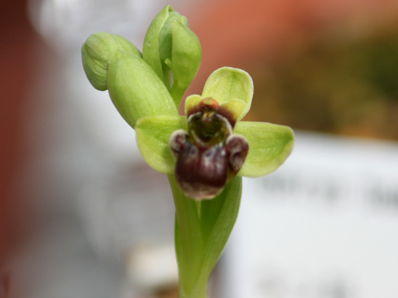 Ophrys bombyliflora