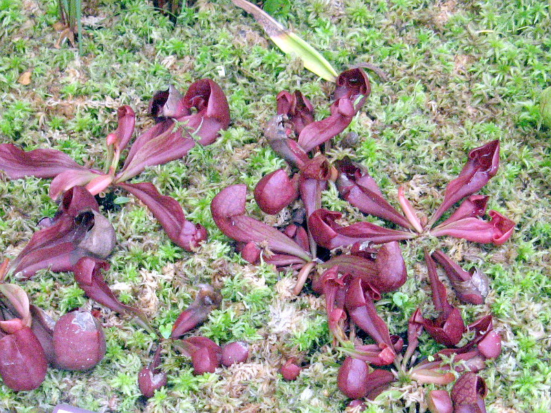 Sarracenia courtii