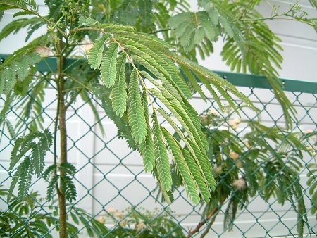 Albizia julibrissin