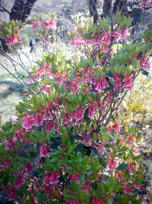 Enkianthus quinqueflorus