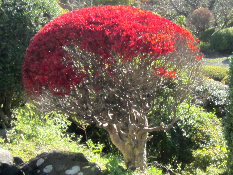 ツツジ Rhododendron Ferrugineum かぎけん花図鑑