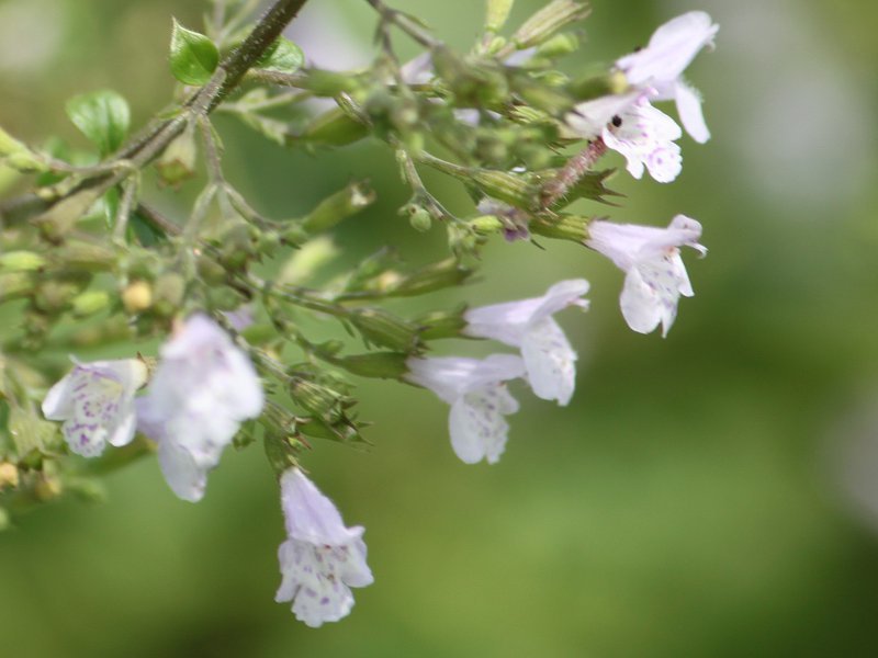 Calamintha nepeta