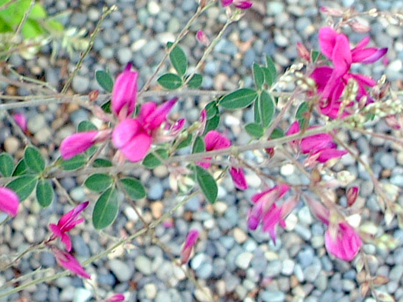 Bush clover