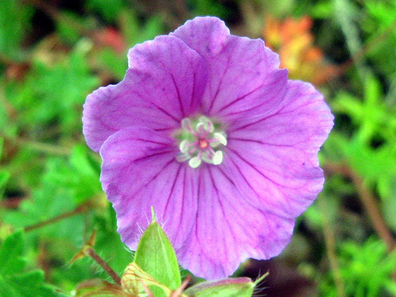 Geranium sanguineum