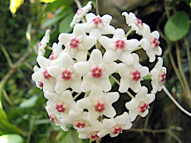  Hoya carnosa