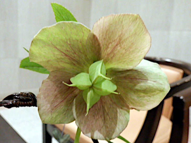 Helleborus orientalis