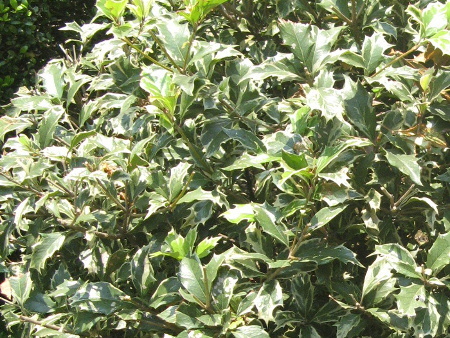 Fillichiraghi (variegated Holly)