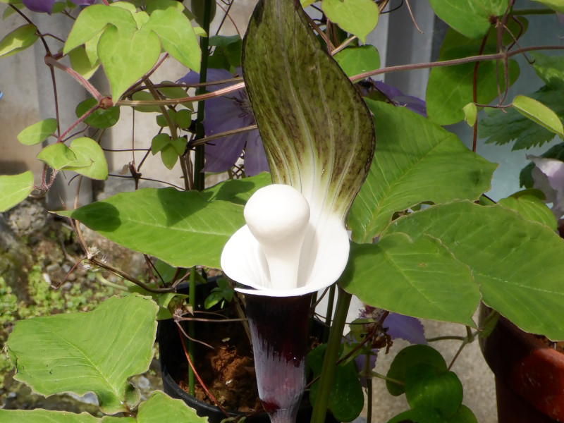 富山4 ユキモチソウ（雪餅草、Arisaema sikokianum）