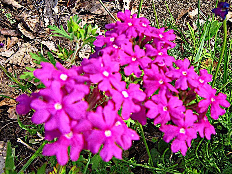 Verbena tenera