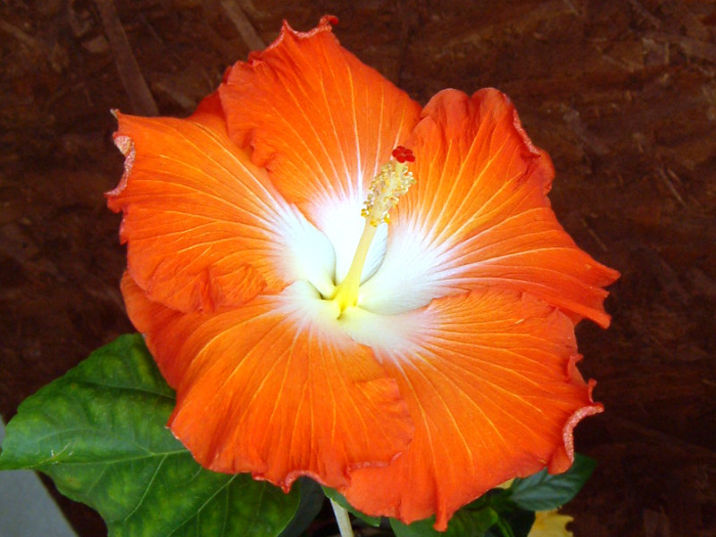 Hibiscus 