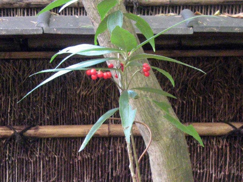 Ardisia japonica