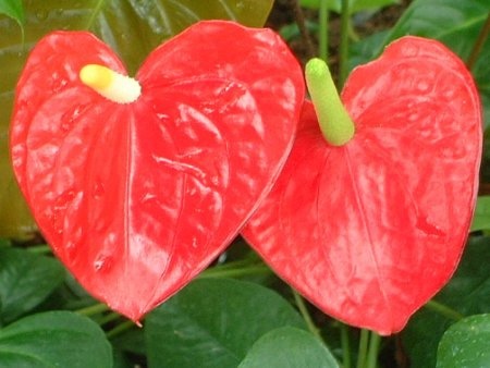 Anthurium