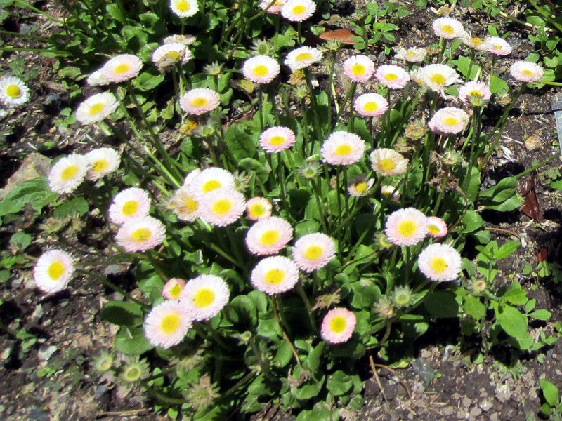 Bellis perennis