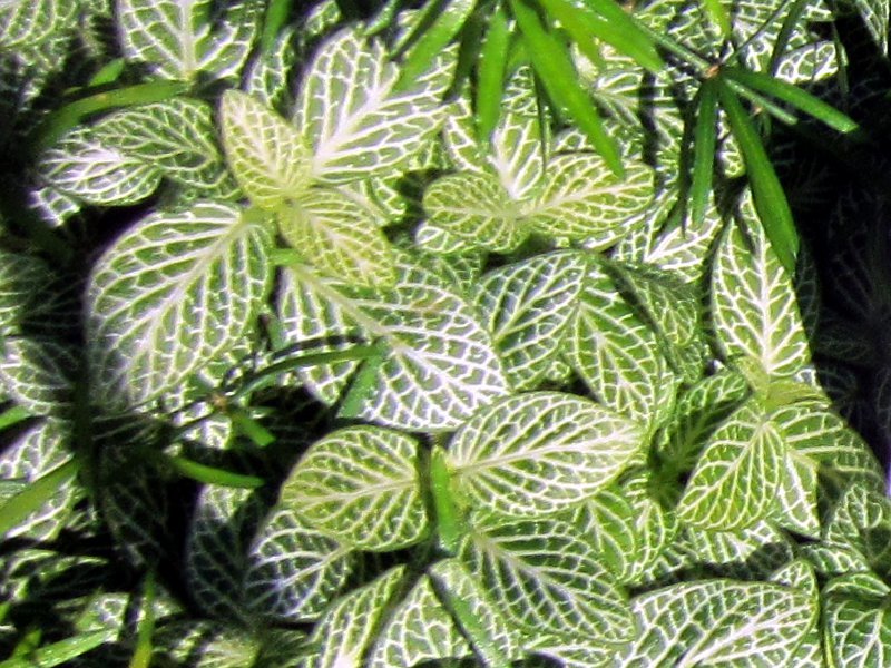 Fittonia albivenis 'Compacta'