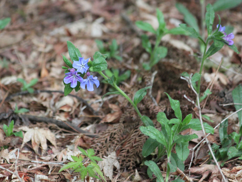 Lithospermum zollingeri