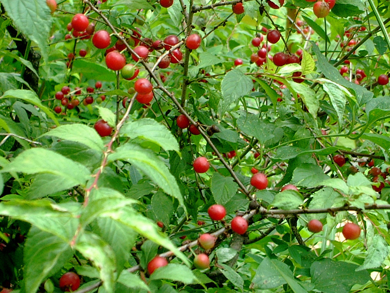 Prunus japonica