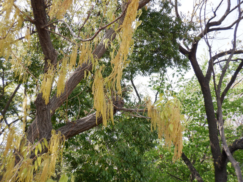 Sawtooth oak