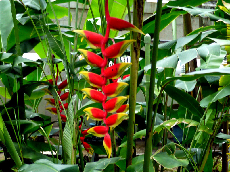 ヘリコニア ロストラタ Heliconia Rostrata かぎけん花図鑑