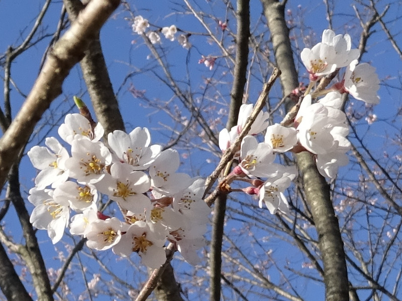 桜5-粗雑に扱わないでね😃万葉集草木シリーズ85.桜（江戸彼岸）