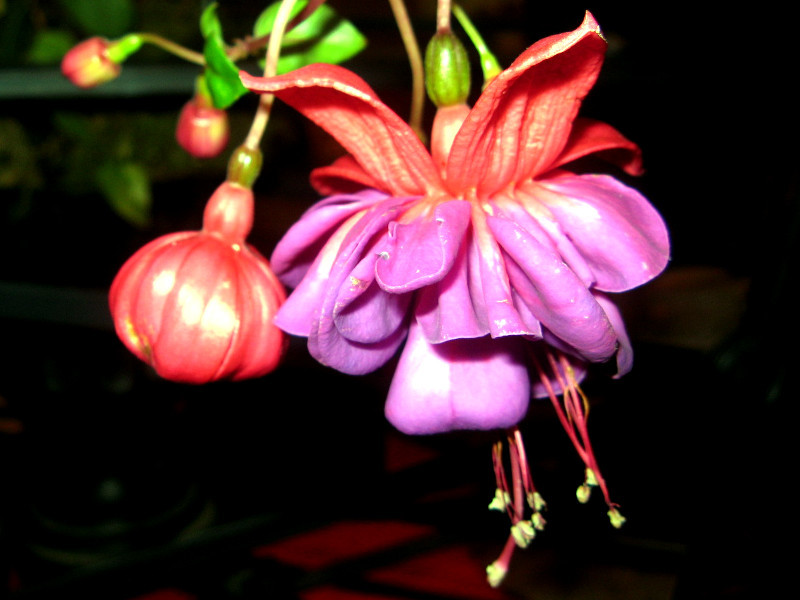 Fuchsia, Fuchsia hybrida