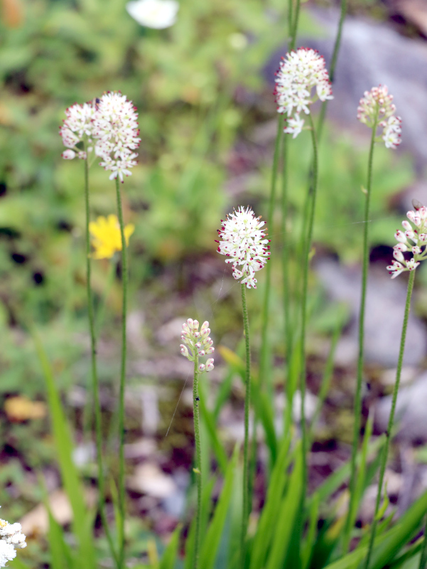 Tofieldia japonica