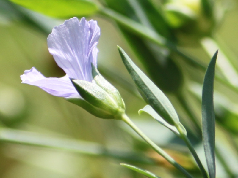 アマ Linum Usitatissimum かぎけん花図鑑