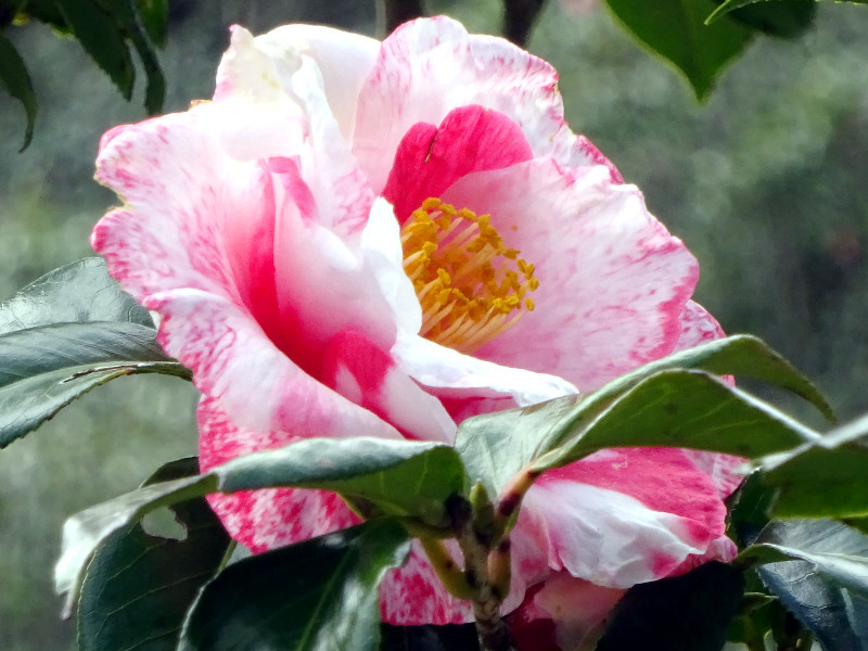 山茶花　'岩根絞'