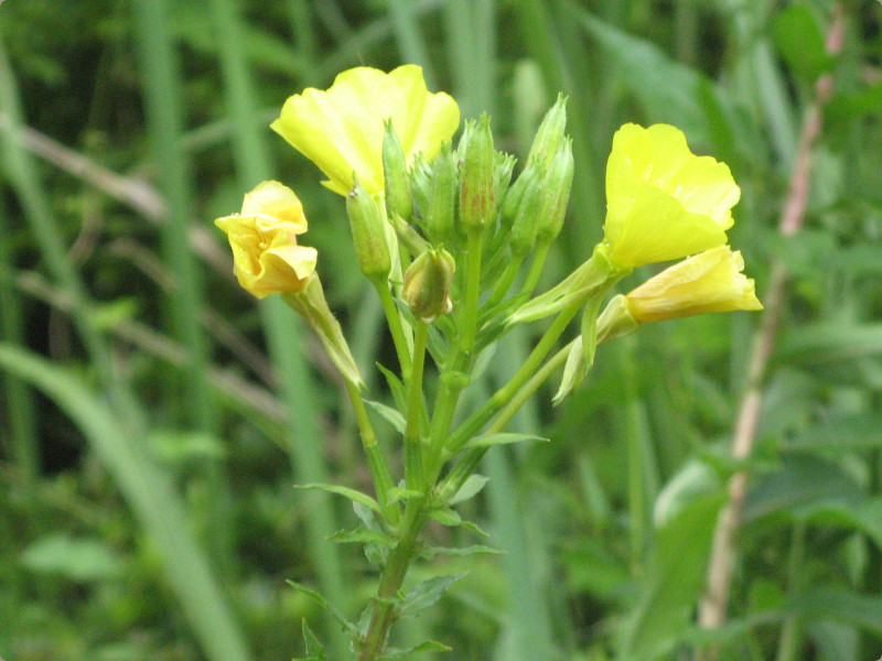 Oenothera erythrosepala