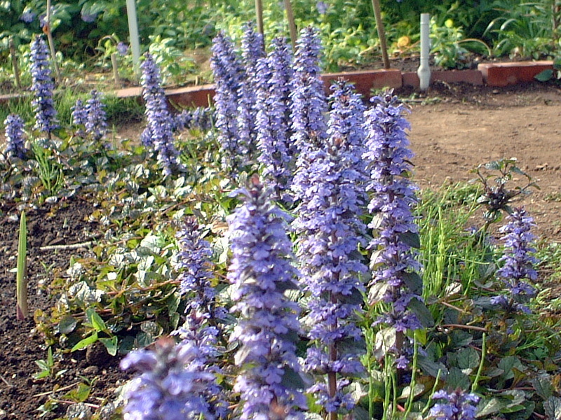 アジュガ Ajuga Reptans かぎけん花図鑑