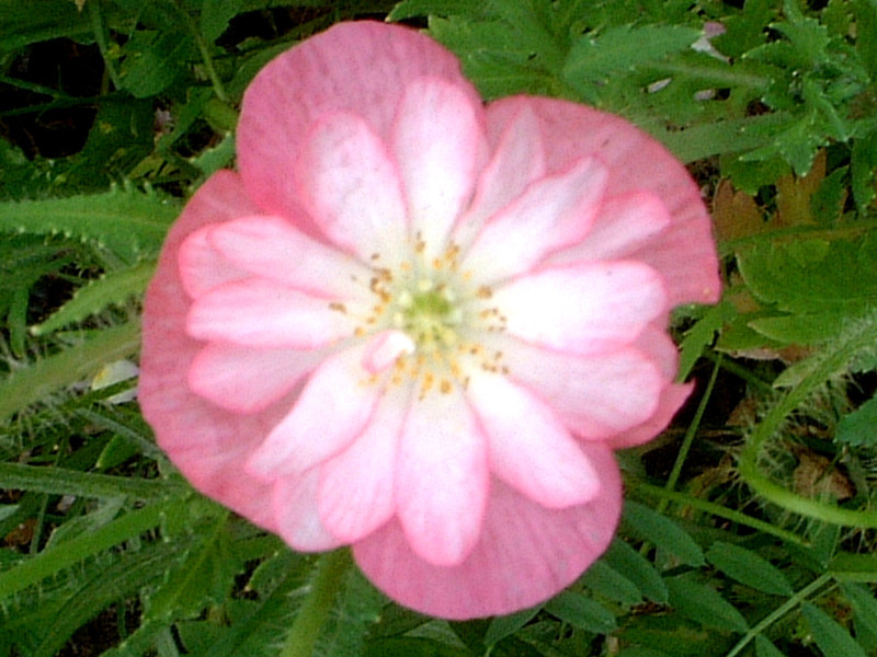 アイスランドポピー Papaver Nudicaule かぎけん花図鑑