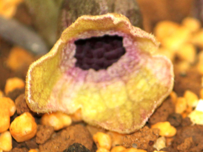 Asarum fudsinoi