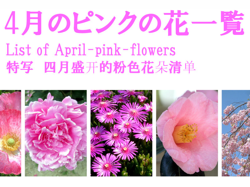 4月のピンクの花一覧