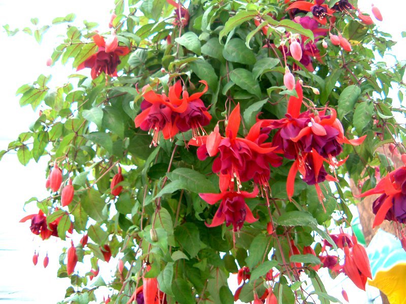 KOEL AUDEN Barfußschuh Fuchsia Flowers