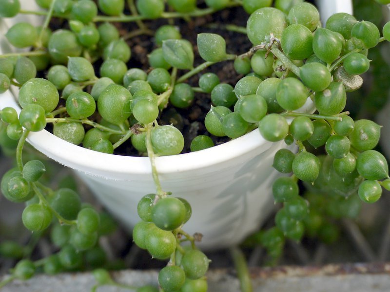 ミドリノスズ Senecio Rowleyanus かぎけん花図鑑