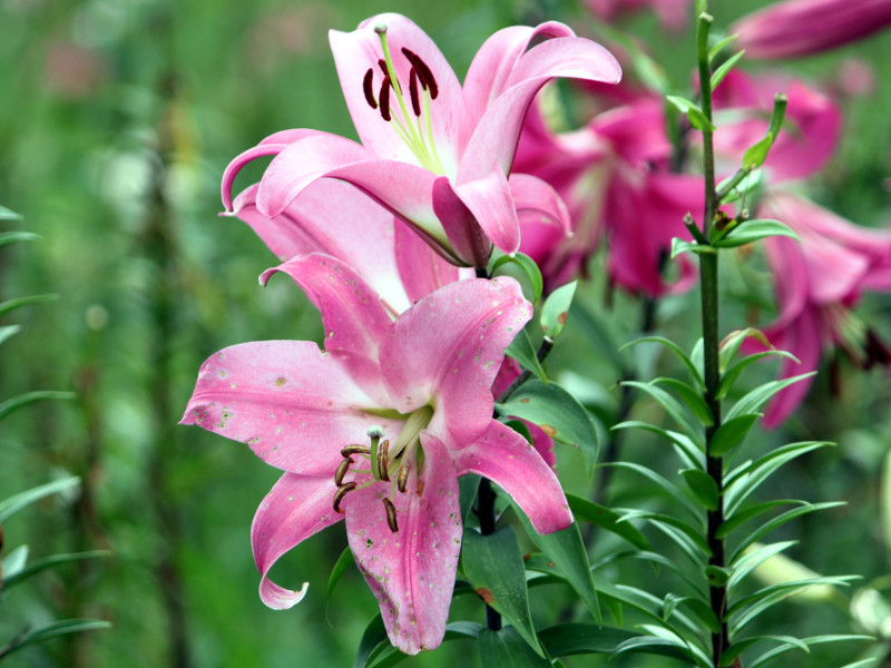 Lilium cv. Royal trinity