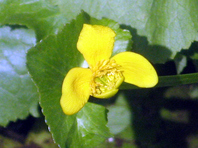 Marsh-marigold