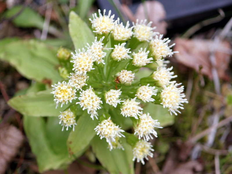 蜂斗菜 Petasites Japonicus 科技研花图画书