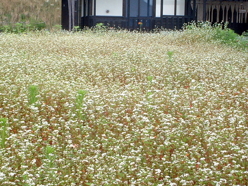 Buckwheat