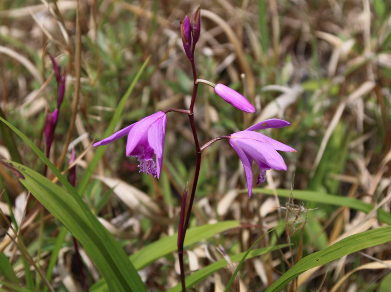 Bletilla striata 